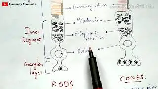 Physiology of Eye | Walds visual cycle | Phototransduction | Rods and cones | Hyperpolarization