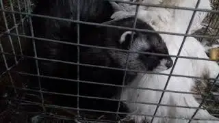 Живоловушка спрацювала , звір у пастці !