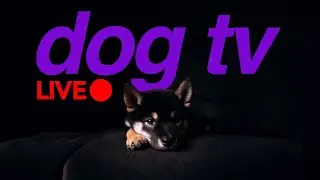LIVE Dog TV - Virtual Walking Video for Dogs to Watch!