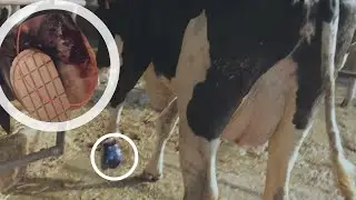 THE WORST COWS FOOT | The life of a dairy farmers