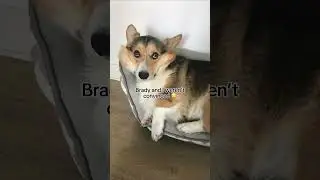 Our corgi love story - Happy 8 years together!