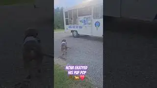My Dog Enjoyed His Pup Pop From The Ice Cream Truck🐾❤️ 
