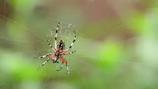 Spider 🕷️