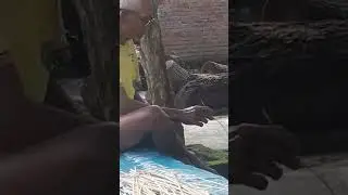 Anak kucing di goda kakek 