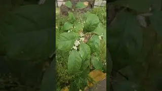 🍊 Мандарин Опять Цветёт
