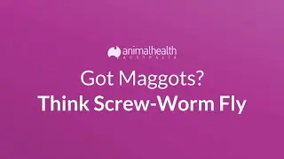 Screw-worm fly surveillance