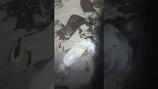 Ночная охота на кальмара.... Сахалин...