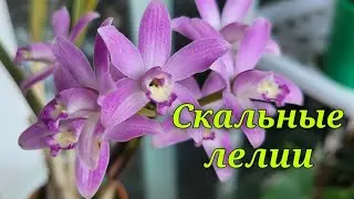 Laelia crispata. Мои скальные лелии.Наблюдения.