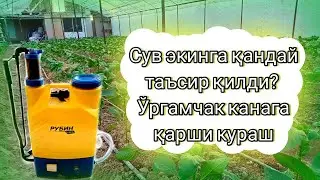 Сув экинга қандай таъсир қилди? Ўргамчак канага қарши кураш