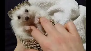 Hedgehog accepts massage, shows feetsies