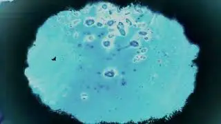 You Can Can - Favorite Umbellifers VIDEO by Emily Pelstring
