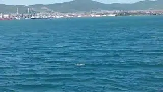 Gri balıkçıl Halıdere sahilinden ayrılmıyor.