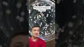Эфиры | SMITUP | 