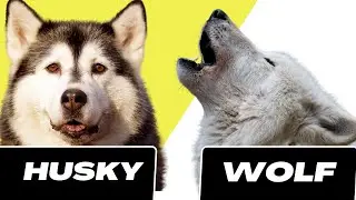Husky VS Wolf
