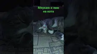 Мяукаю и лаю на кота на диване.Бывший бездомный кот живёт дома два года.#котдома #бездомныйкот #кот