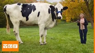 The Biggest Holstein Friesian Cow