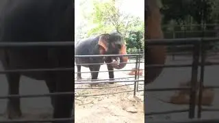 #short Elephant 🐘🦏🐘🐘 #elephant #elephantsong #elephantattack #short