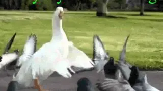 гусь голуби утки Everyday I'm shuffling.avi