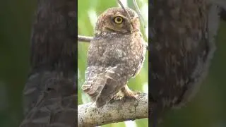 Spotted Owlet | Athene brama