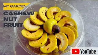 Cashewnut fruit from my garden#cashewnut #naturelover #vlog #andaman  #adventure #fruits