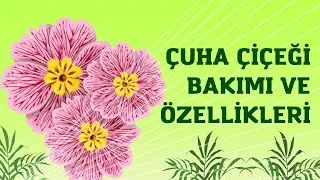 Uykusuzluk Problemine Çözüm | Çuha Çiçeği