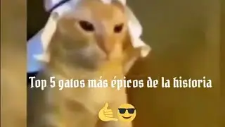 Top 5 gatos más épicos de la historia