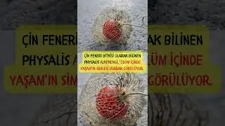 🌸🎋 "Ölüm İçinde Yaşam": Çin Feneri'nin Büyülü Hikayesi 🌼🍂#short  #shortsvideo #shortsyoutube #bilim