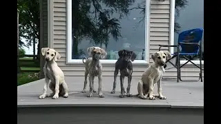 Ocerico I Litter Sloughi Puppies at 5-10 Weeks