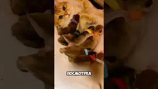 The owner tried to figure out who the father of this cat was 🥺 