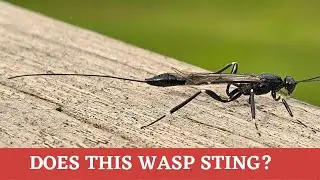 Is this really a stinger or something even more sinister? Xorides: Ichneumon Wasp!