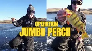 Operation JUMBO PERCH: Searching for one big bite!