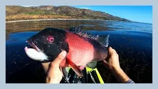 Kayak Fishing - California Sheepshead - Malibu