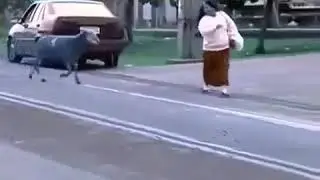 Бешенный баран