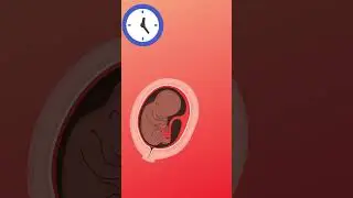 How Your Baby Develops In The Womb  #baby #babydevelopment 🚼