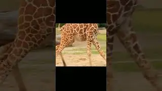 The unique structure of the giraffe's body helps it survive stress. #shorts