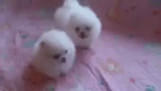 White teacup Pomeranian puppies for sale
