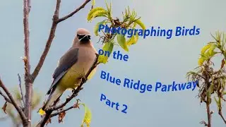 Photographing birds on the Blue Ridge Parkway Part 2