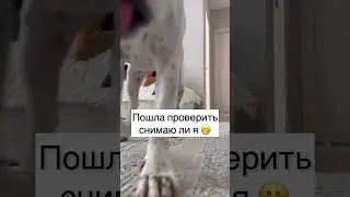 Ну очень умная девочка❤️ #dog #собака #глухаятэффи