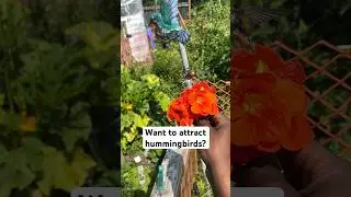 Want to attract hummingbird and pollinators to the garden ? Watch this #shorts #garden
