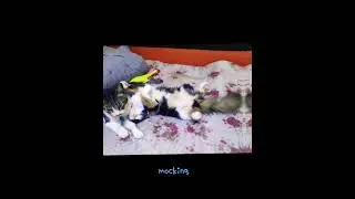 my cats Niko and miona edit