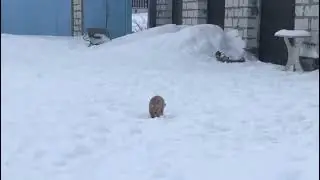 Пудель 🐩 обояшка