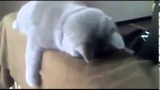 Оборзевшие коты