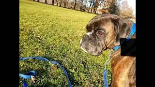Konsten att fota en hund/How to get a nice picture of a beautiful, stubborn dog......?!