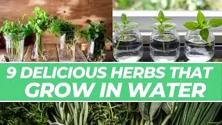 Never Buy Herbs Again!!! - 9 Herbs That You Can Grow In Water For An Endless Supply