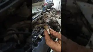 Калина посла потопа в Ялте...