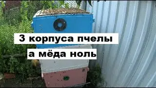 Почему медовик не принес мёд при сильнейшем взятке ?
