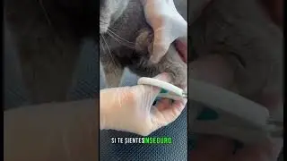 ✂️ CÓMO CORTARLE LAS UÑAS A TU GATO 🐾