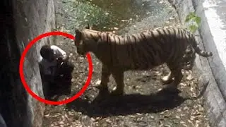 20 Most Intense Confrontations with Dangerous Animals
