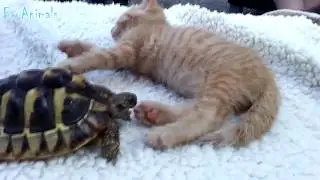 ПРИКОЛЫ С ЖИВОТНЫМИ FUN WITH ANIMALS