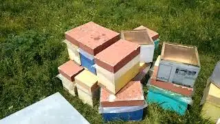 bees on acacia + formation of colonies